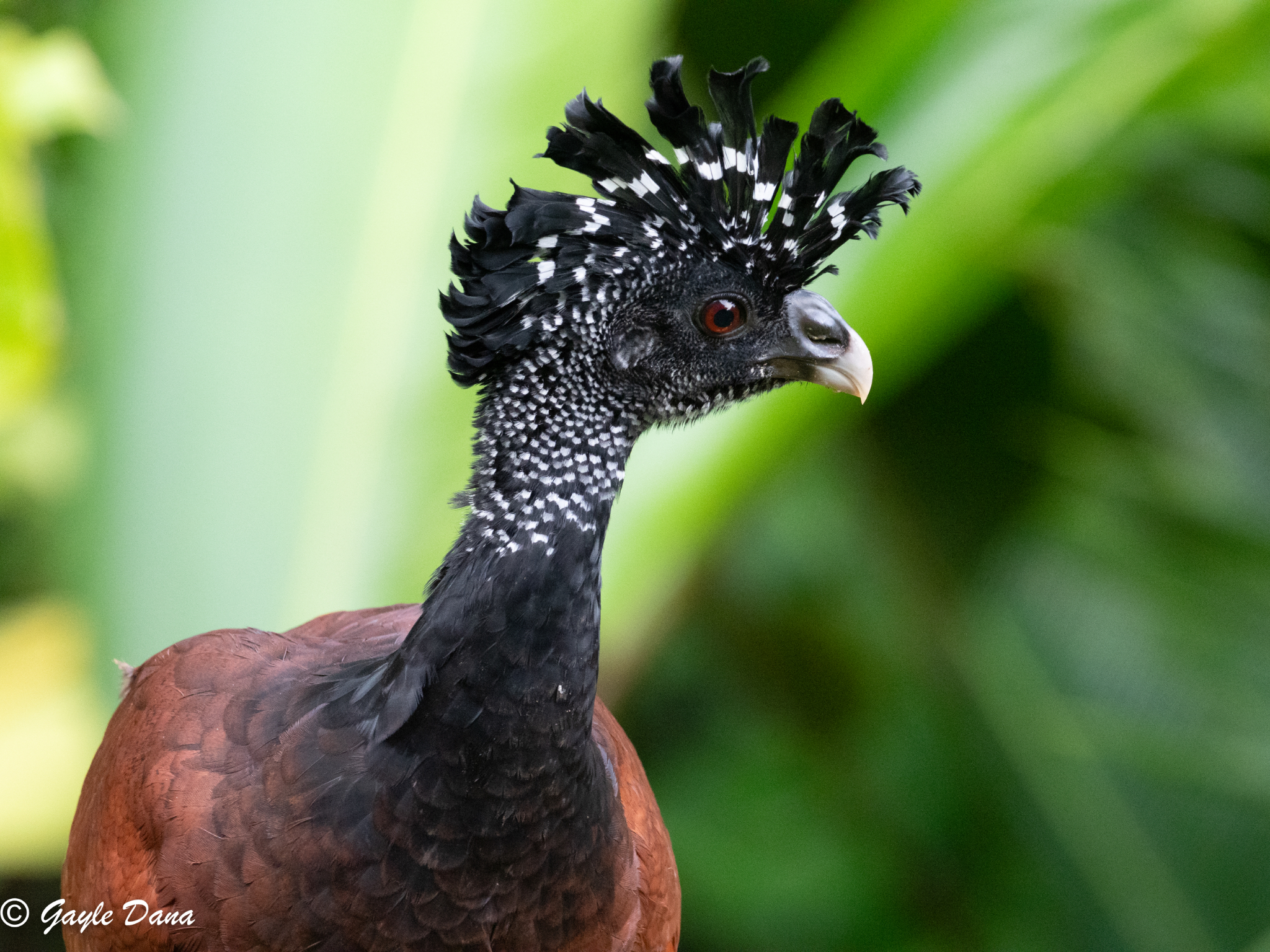 Great Curassow female